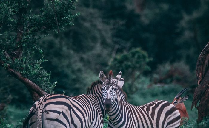 geran de klerk n9s3fjzsstm unsplash