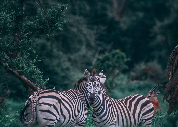 geran de klerk n9s3fjzsstm unsplash