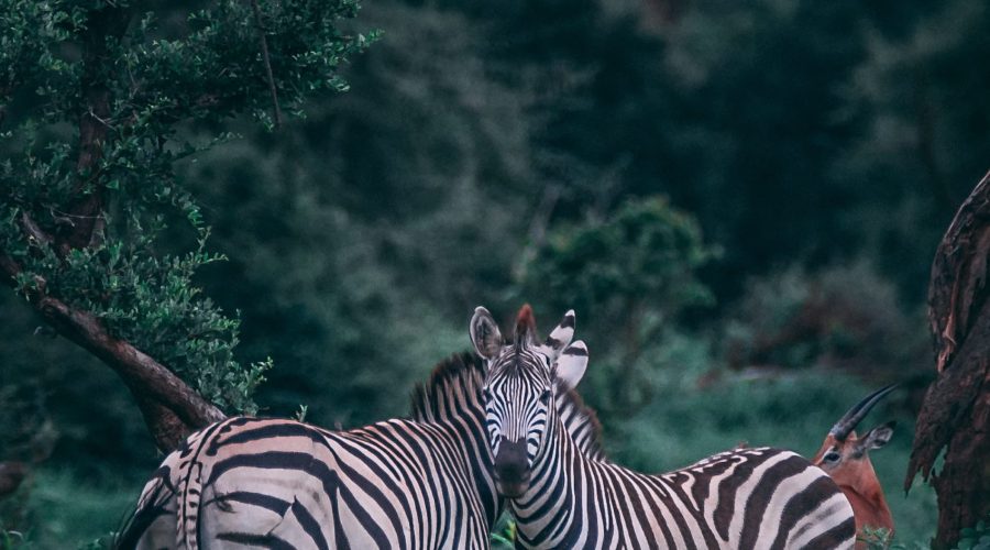 geran de klerk n9s3fjzsstm unsplash