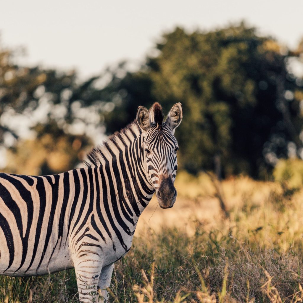 Pityful a rethoric question ran pierre lemos r1vb5iw115w unsplash
